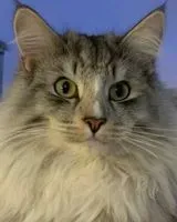 NOTFALL: Katze in Falkensee verloren