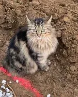 URGENCE : Chat perdu(e) à Paris