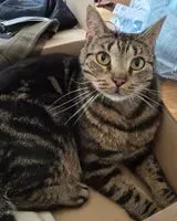 Cat lost in Oberhausen