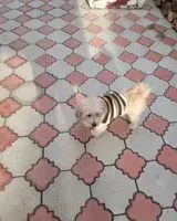 NOTFALL: Hund in Josselin verloren