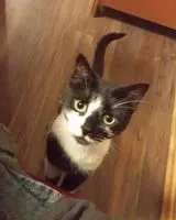 Gatto smarrito(a) a Gangelt