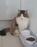 URGENZA: Gatto smarrito(a) a Parempuyre