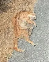 Cat found in Nort-sur-Erdre