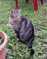 Cat lost in Coutras