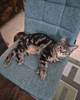 Cat lost in Berlin