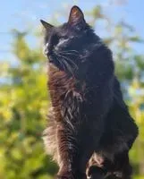 Chat