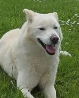 Hund in Campbon verloren