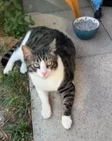 Chat perdu(e) à Chambery