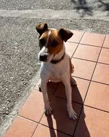 Dog lost in Culleredo