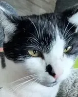 Katze in Sèvremoine verloren