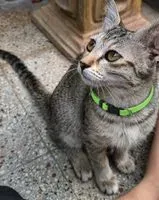 Gatto smarrito(a) a Bengaluru