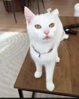 Gato perdido(a) en Armentieres