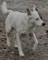 URGENCIA: Perro encontrado(a) en Bassersdorf