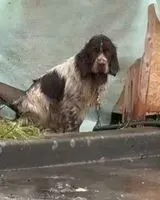 URGÊNCIA: Cão visto(a) em Rezé