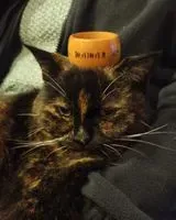 URGENZA: Gatto smarrito(a) a Gerponville