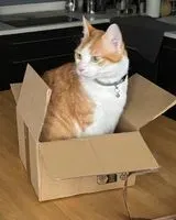 URGENCE : Chat perdu(e) à Auch