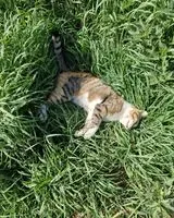 URGENCE : Chat trouvé(e) à Cizay-la-Madeleine