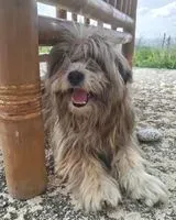 Dog seen in Sant'Andrea di Conza