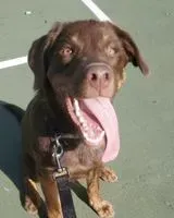 NOTFALL: Hund in Nashville verloren