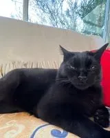 NOTFALL: Katze in Jatxou verloren