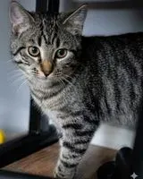 NOTFALL: Katze in Oberhausen verloren