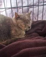 URGÊNCIA: Gato encontrado(a) em Saint-Malo-de-Guersac