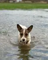 URGENCIA: Perro perdido(a) en Carignan