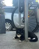 Gato visto(a) en Cologne