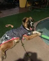 Chien trouvé(e) à La Reina