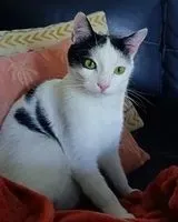 EMERGENCY: Cat lost in Esson