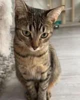 NOTFALL: Katze in Thionville verloren