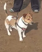 Hund in Morcone verloren