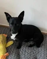 EMERGENCY: Dog lost in Hamburg