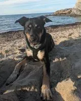 NOTFALL: Hund in Toulouse verloren