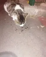Cat seen in Courbevoie