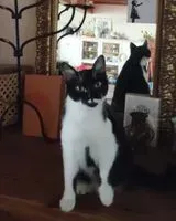 Katze in La Haie Fouassiere verloren
