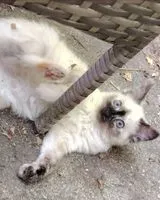 Gato perdido(a) em Château-Thébaud
