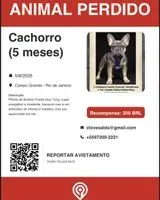 Cão perdido(a) em Rio de Janeiro