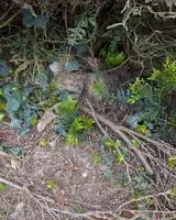 NOTFALL: Katze in Bouillé-Ménard gefunden
