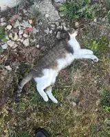 EMERGENCY: Cat found in Pornic