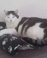 NOTFALL: Katze in Courpière verloren