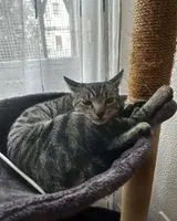 Chat perdu(e) à Madrid