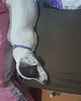 Hund in Caracas verloren