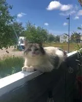 URGENCE : Chat perdu(e) à Trignac