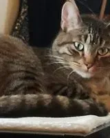 Gato perdido(a) en Nipomo