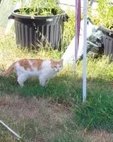 Gato encontrado(a) en Challans