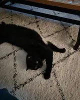 Katze in Gurgy verloren