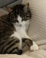 URGÊNCIA: Gato perdido(a) em Château-Thébaud