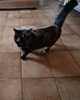 EMERGENCY: Cat lost in Clisson