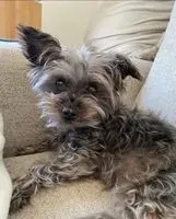 URGENCIA: Perro perdido(a) en Monterey Park